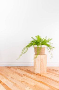 Ahşap zeminler ve beyaz duvar ile bir odada bir sepet içinde güzel kuşkonmaz fern bitki.