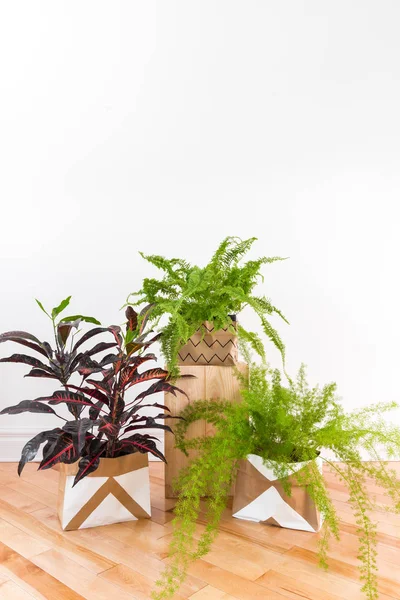 Mooie Groene Planten Een Kamer Met Witte Muur Houten Vloer — Stockfoto