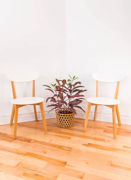 Hoek Van Kamer Met Elegante Stoelen Kleurrijke Croton Planten Een — Stockfoto