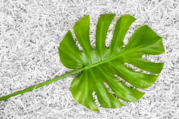 Tropical Green Monstera Leaf Heap Shredded Paper Recycling Concept — Stock Photo, Image