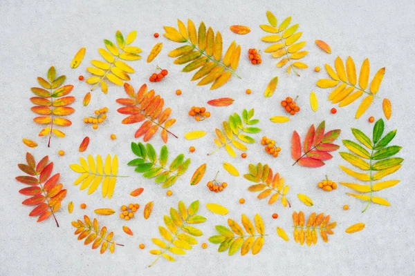 Barevné Jeřabina Tree Listy Plody Konkrétní Pozadí Podzim Ploché Rozložení — Stock fotografie