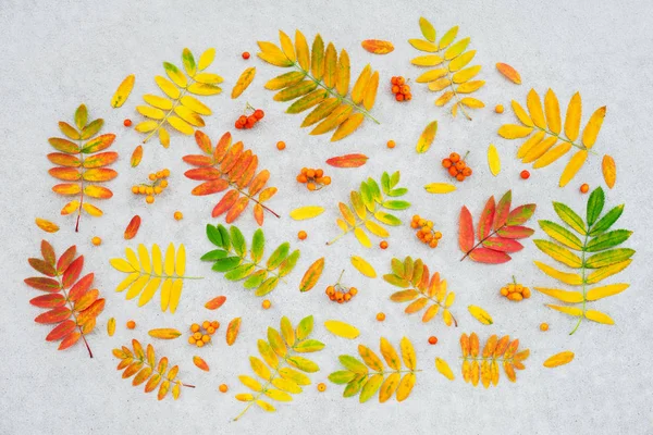 Kleurrijke Ashberry Boom Bladeren Vruchten Concrete Achtergrond Herfst Plat Leggen — Stockfoto