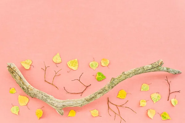 Hojas Otoño Rama Árbol Musgoso Sobre Fondo Rosa Pastel Con — Foto de Stock