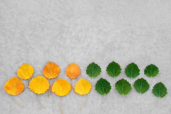 Cambio Estación Hojas Verdes Amarillas Verano Otoño Sobre Fondo Hormigón —  Fotos de Stock