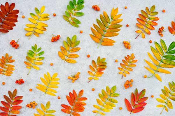 Herfst Ashberry Tree Bladeren Vruchten Concrete Achtergrond Kleurrijke Natuur Plat — Stockfoto