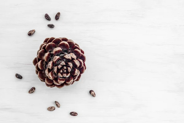 Boom Dennenappel Noten Witte Houten Achtergrond Met Kopie Ruimte — Stockfoto