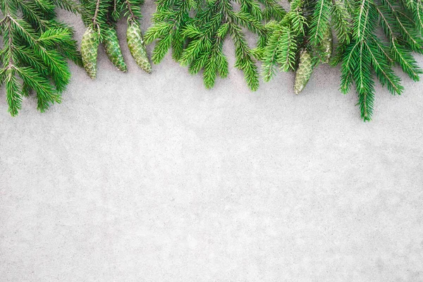 Green fir branches with cones on light gray concrete background with copy space.