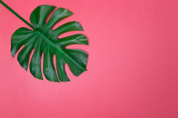Hoja Palma Monstera Verde Oscuro Sobre Fondo Rosa Vibrante Con — Foto de Stock