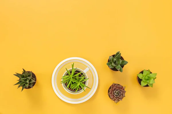 Plantas Suculentas Sobre Fondo Amarillo Alegre Con Espacio Para Copiar — Foto de Stock