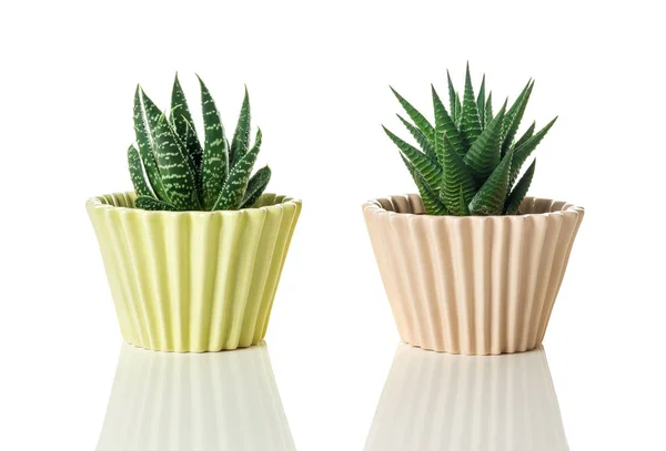 Aloe Succulent Plants Pastel Colored Pots White Background Reflection — Stock Photo, Image