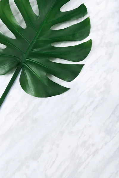 Folha Monstera Verde Escuro Fundo Mármore Planta Popular Design Interiores — Fotografia de Stock