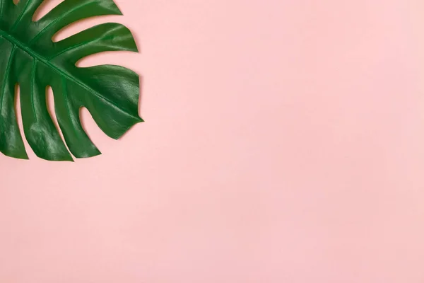 Μονστέρα Φύλλο Φοίνικα Απαλό Ροζ Φόντο Κομψή Διακόσμηση Στοιχείο — Φωτογραφία Αρχείου