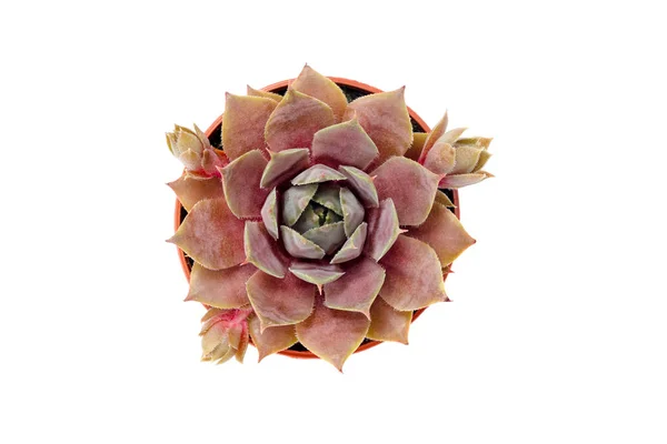 Belle Plante Succulente Rouge Dans Pot Isolée Sur Fond Blanc — Photo