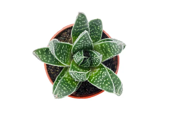 Pianta Succulenta Punteggiata Verde Vaso Isolata Fondo Bianco — Foto Stock