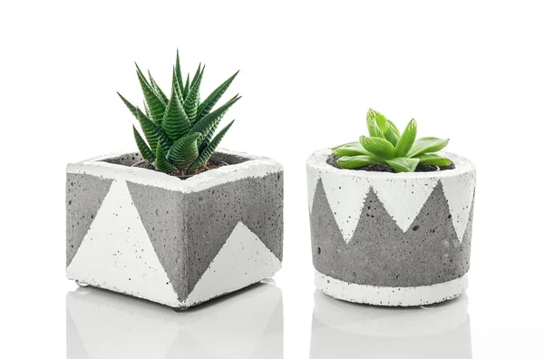 Zwei Saftige Pflanzen Handgefertigten Betonpflanzen Mit Weißem Ornament Isoliert Auf — Stockfoto
