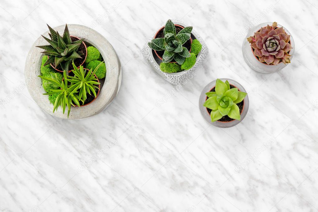 Succulent plants in concrete pots on white marble background, with copy space.