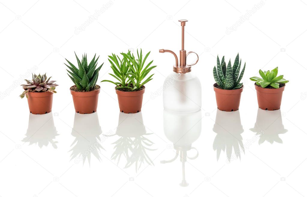 Row of little succulent plants and vintage style plant mister, on white background with reflections.