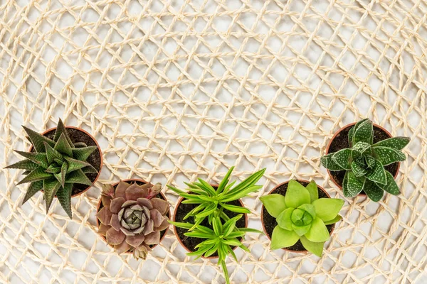 Little Succulent Plants Mesh Background Made Natural Materials Copy Space — Stock Photo, Image