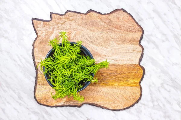 大理石の背景に 織り目加工の木製表面に緑の多肉植物 — ストック写真