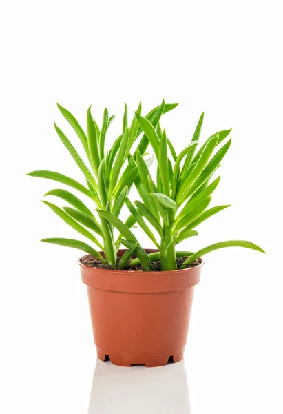 Planta Suculenta Verde Brillante Una Maceta Sobre Fondo Blanco — Foto de Stock