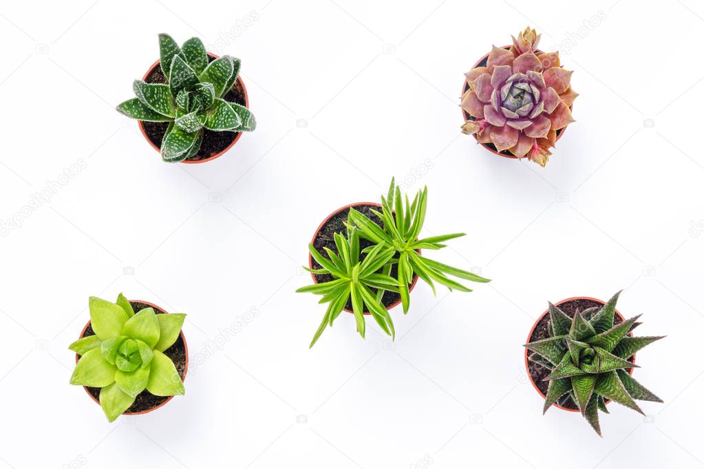 Mini succulent plants isolated on white background. Contemporary decor.