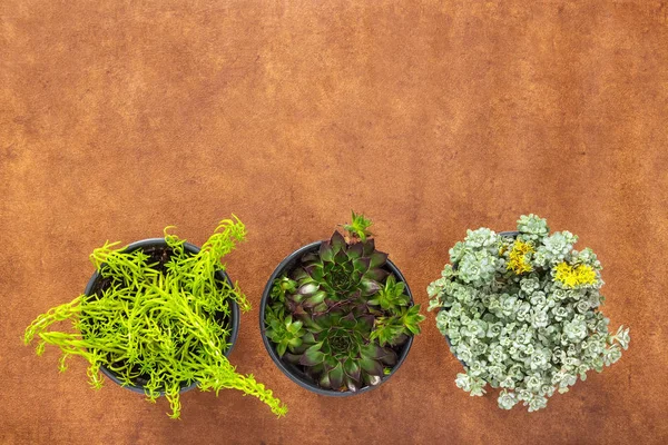 Tres Plantas Verdes Suculentas Sobre Fondo Cuero Marrón Con Espacio —  Fotos de Stock