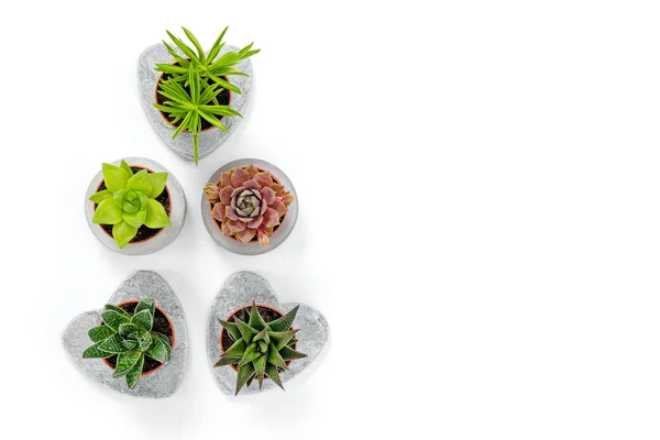 Mini Succulents Beton Virágtartók Fehér Háttér Kortárs Díszítéssel — Stock Fotó