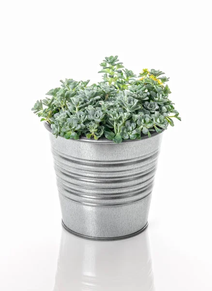 Sedum Spathulifolium Cape Blanco Plant Een Metalen Pot Geïsoleerd Witte — Stockfoto
