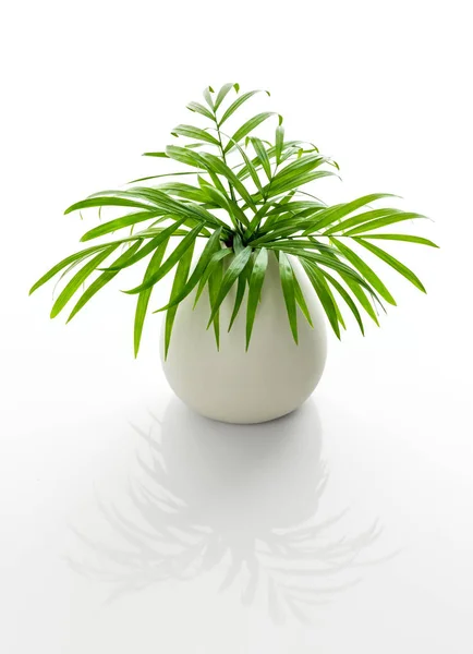 パーラー シュロの葉で白い陶製の花瓶 反射で白い背景に分離 — ストック写真