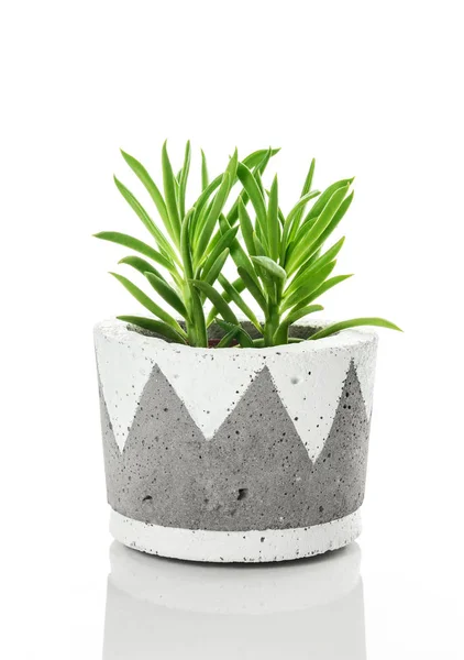 Bright Green Succulent Plant Handmade Concrete Pot White Background Contemporary — Stock Photo, Image