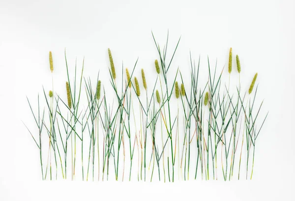 Schimmelgras Phleum Pratense Auf Weißem Hintergrund Wildes Gras Mit Saatköpfen — Stockfoto