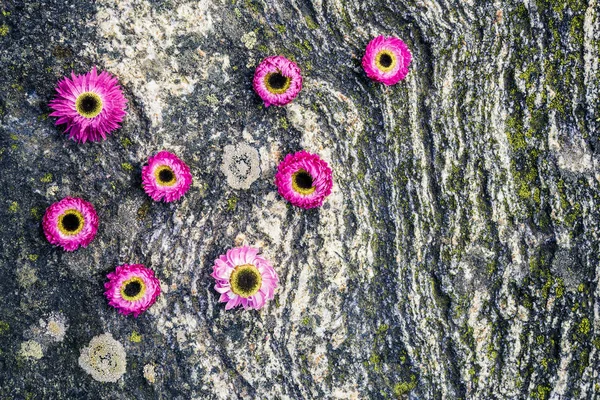 Vibrant Pink Strawflowers Mossy Rock Background Scandinavian Nature Summer — Stock Photo, Image