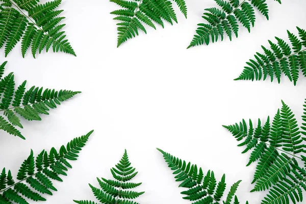 Frame Gemaakt Van Groene Fern Bladeren Geïsoleerd Witte Achtergrond — Stockfoto