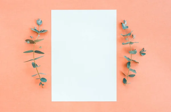 Ramas Eucalipto Hoja Papel Blanco Con Espacio Copia Sobre Fondo —  Fotos de Stock