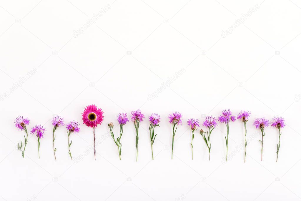 Pink strawflower in a row of wild purple cornflowers, on white background.