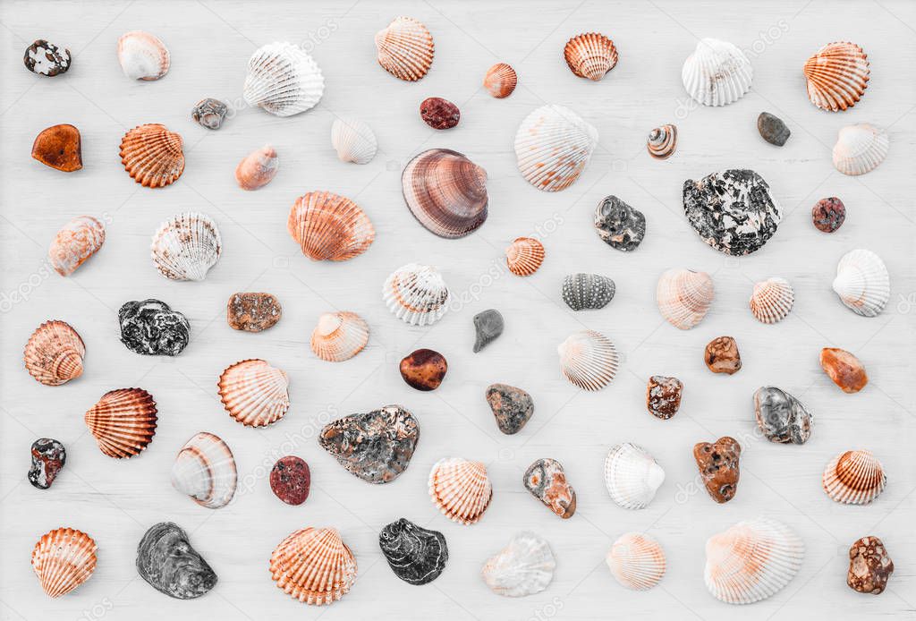 Seashell background. Variety of seashells on white wooden surface.