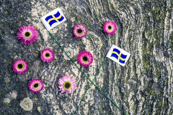 スウェーデンのフラグは コケに覆われた岩の背景にピンクの Strawflowers 北欧の夏 — ストック写真