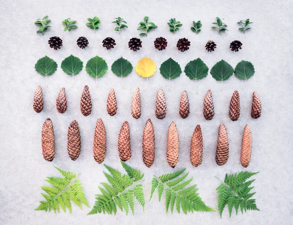 Summer Forest Leaves Cones Collection Scandinavian Nature Flat Lay — Stock Photo, Image