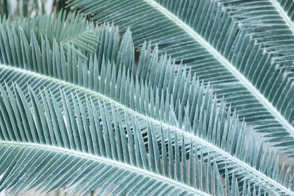 Texture Turquoise Palm Leaves Close Palm Tree — Stock Photo, Image