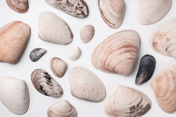 Variety Big Small Seashells White Background — Stock Photo, Image