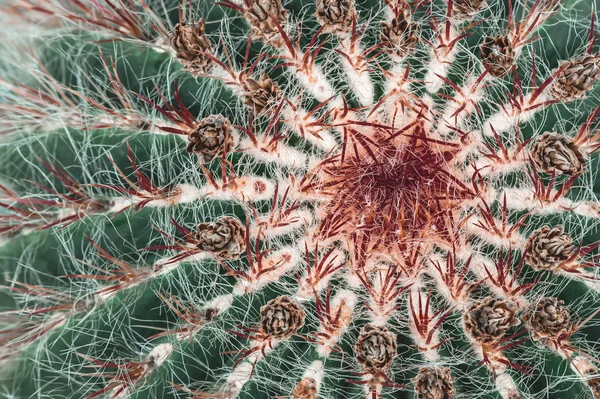 Close Beautiful Green Cactus Dark Red Spines — Stock Photo, Image