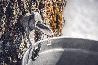 Akçaağaç sap akçaağaç şurubu üretmek için bir kova bir musluk damlayan damlacık. Quebec, Kanada'da geleneği.