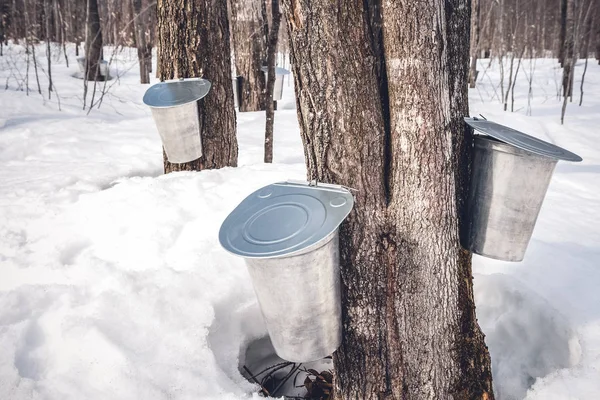 Ahornsiroop Productie Seizoen Quebec Emmers Gekoppeld Aan Maple Bomen Voor — Stockfoto