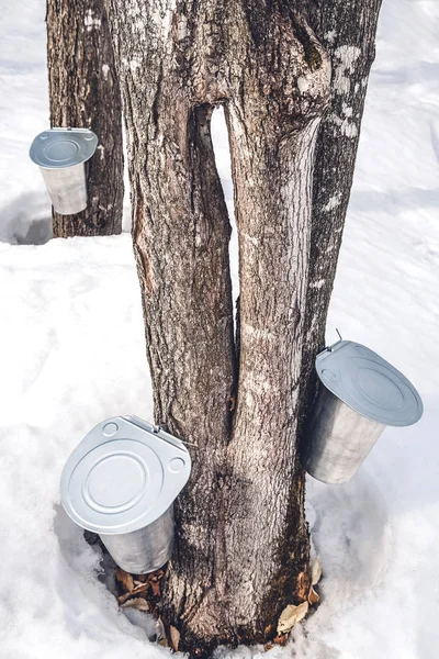 Springtime Quebec Canada Producing Maple Syrup Traditional Way Collecting Sap — Stock Photo, Image