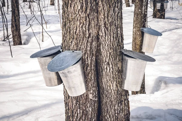 Árvores Bordo Com Baldes Ligados Eles Para Coletar Seiva Temporada — Fotografia de Stock