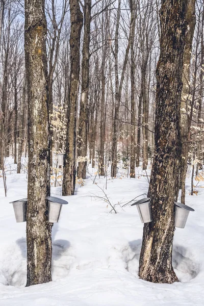 魁北克农村的枫糖浆季节 在春季的森林在枫树树液收集 — 图库照片
