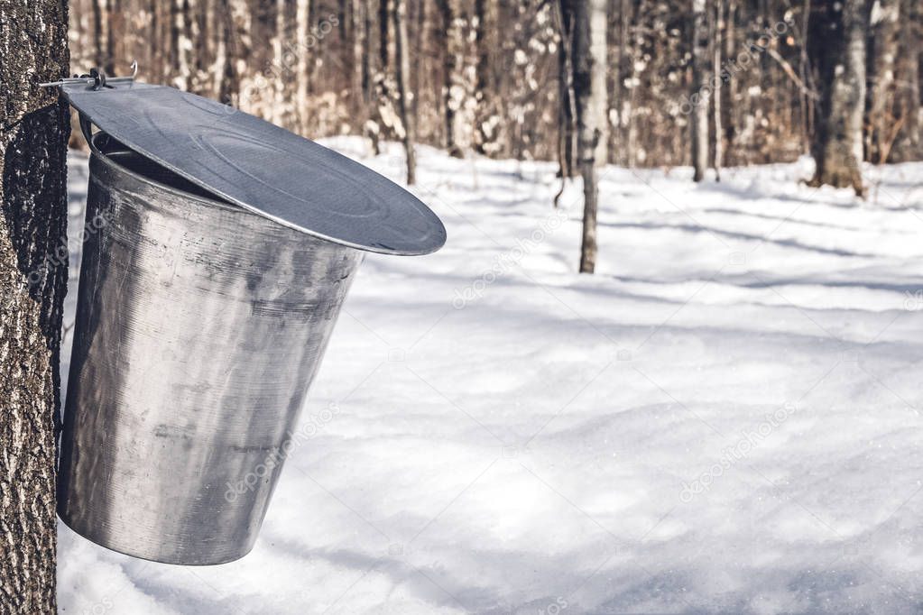 Collecting sap for traditional maple syrup production in Quebec. Maple sap collected into a metal bucket. Copy space.