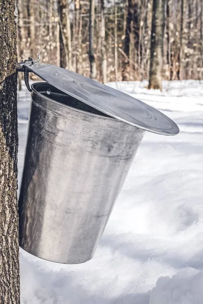 Metal bucket on a tree collecting maple sap — Stock Photo, Image