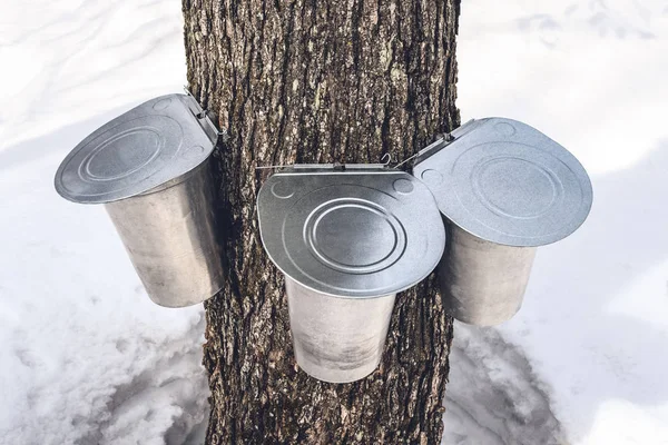 Three pails attached to a maple tree to collect sap — Stock Photo, Image