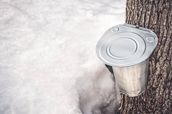 Metalen emmer gekoppeld aan een boom te verzamelen esdoorn sap — Stockfoto